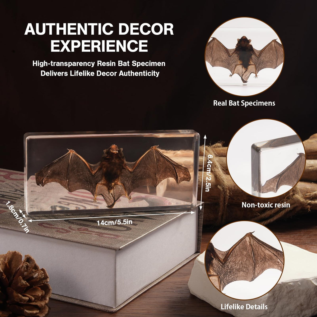Taxidermy Bat, Real Bats Specimens High Quality Resin Animals for Science Classroom Science Education, Bat Decor Great Gift for Taxidermy, Animal Skull, Oddities, Biology (5.5x2.5x0.7 Inch)