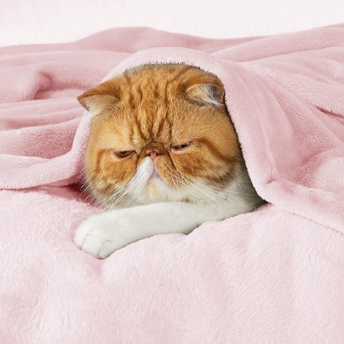 Bedsure GentleSoft Pink Fleece Blanket - Soft, Lightweight Plush Cozy Throw for Bed, Sofa, Travel | 50x70 Inches