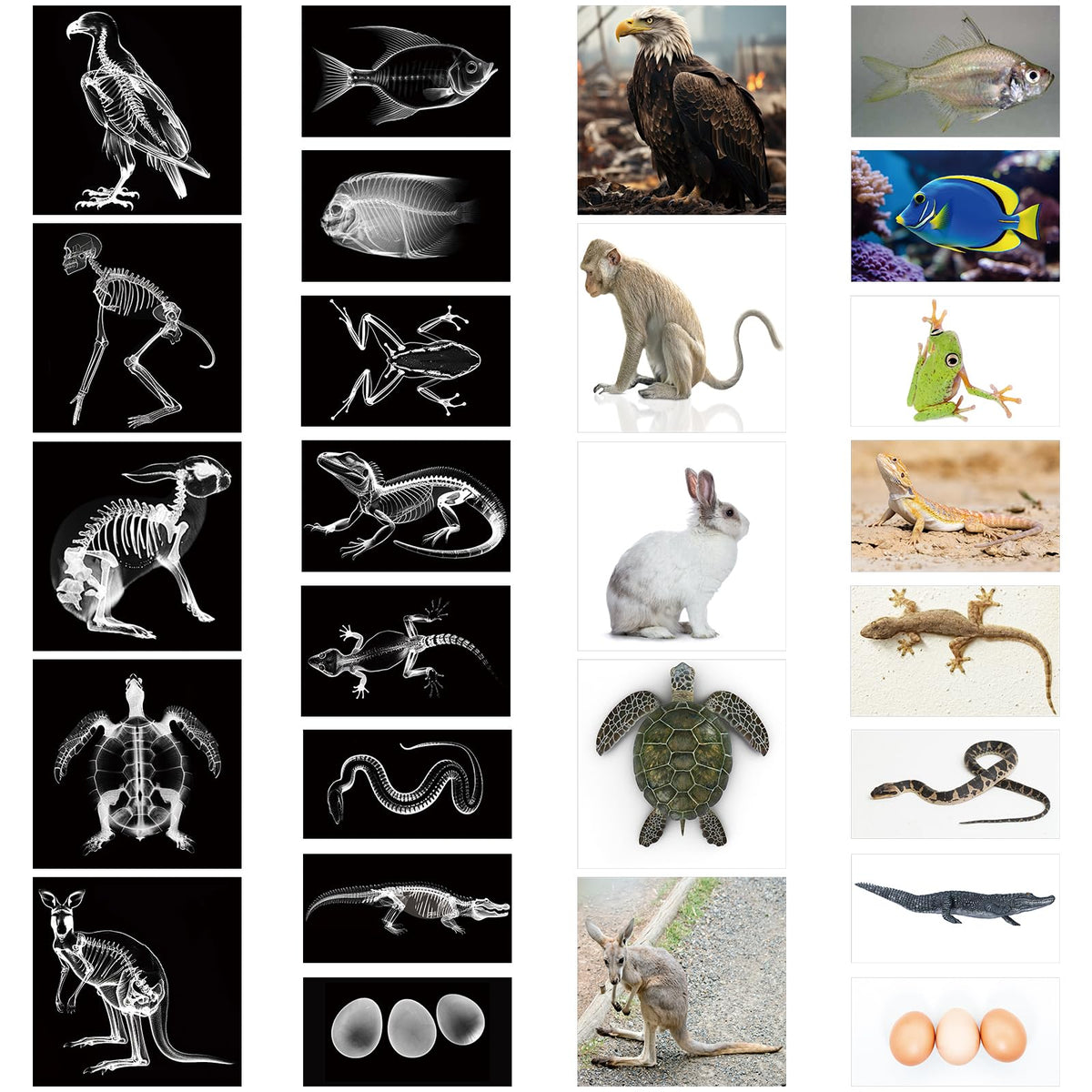Saypacck 13 Pcs Animal X-Ray Set with 13 Pcs Animals Flash Cards Educational Science Kits